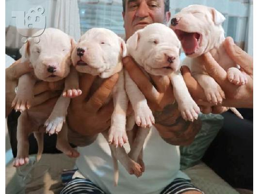 Dogo Argentino, κουτάβια